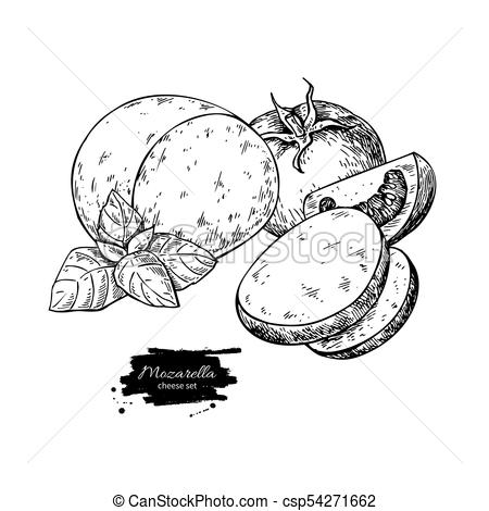 450x470 mozzarella cheese vector drawing hand drawn round piece - Basil Drawing