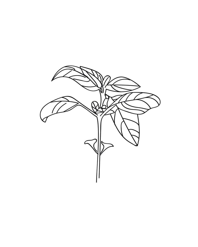 Basil Drawing at Explore collection of Basil Drawing