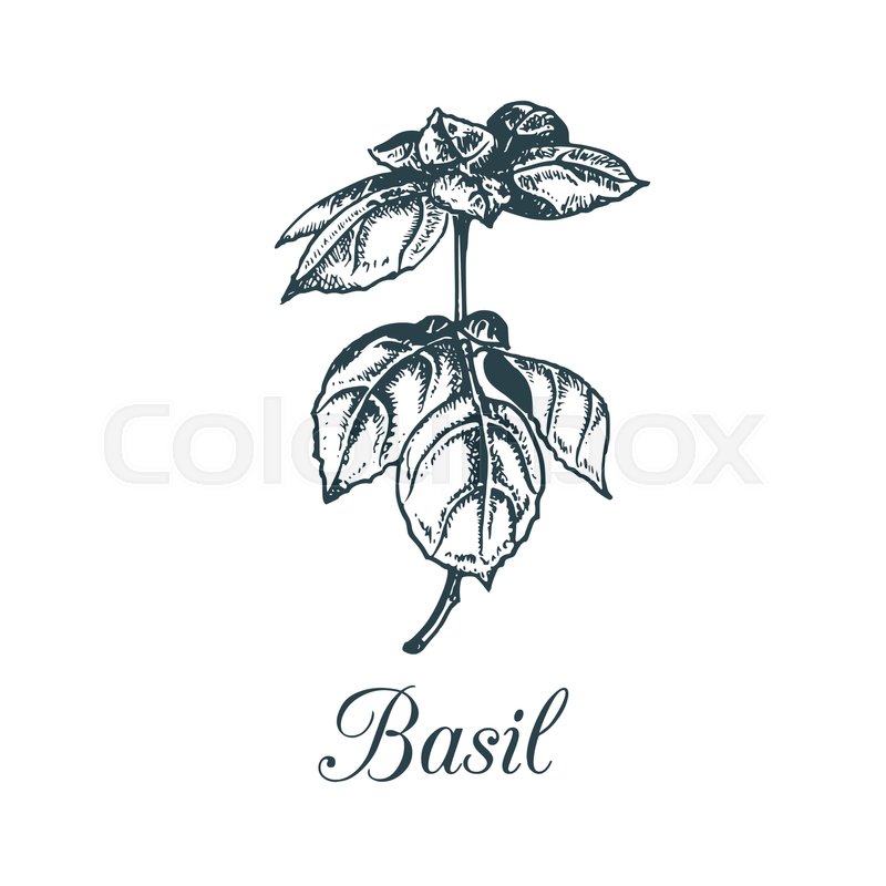 800x800 vector basil branch illustration hand stock vector colourbox - Basil Drawing