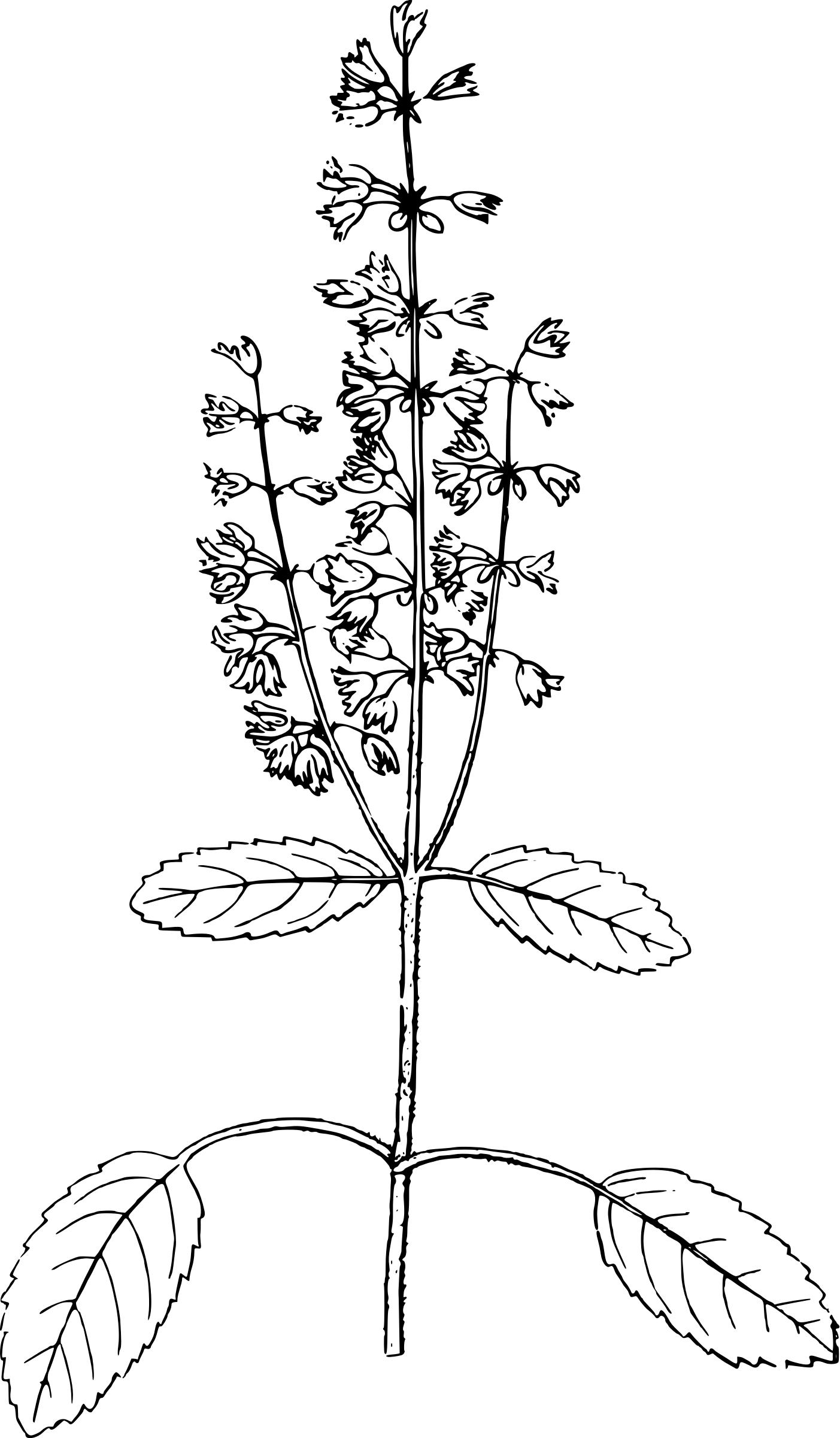 1403x2400 basil drawing sweet basil for free download - Basil Drawing