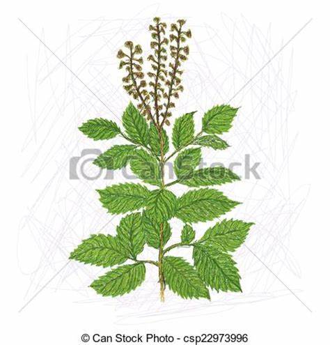 474x495 basil plant drawing gtgt - Basil Plant Drawing