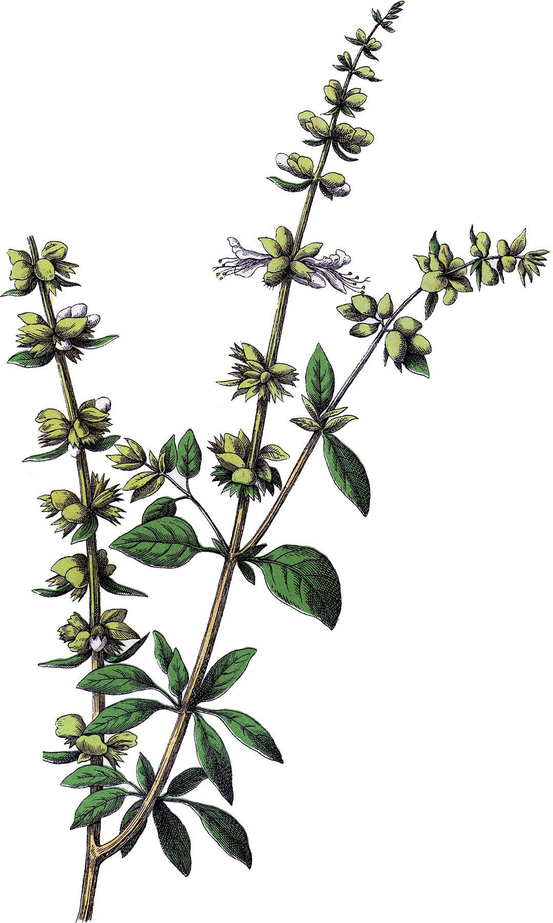 1079x1800 basil plant drawing - Basil Plant Drawing