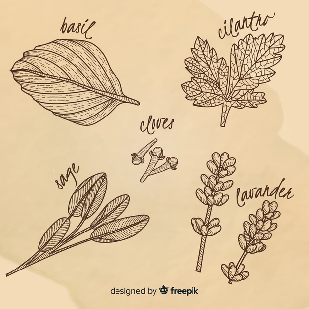 626x626 basil vectors, photos and free download - Basil Plant Drawing
