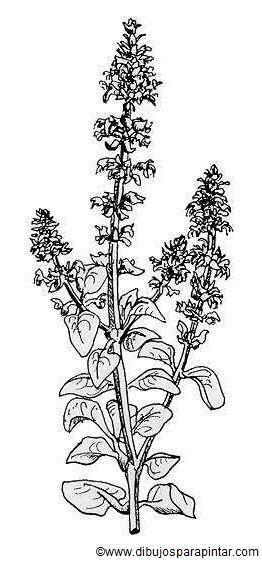 262x567 basil properties - Basil Plant Drawing