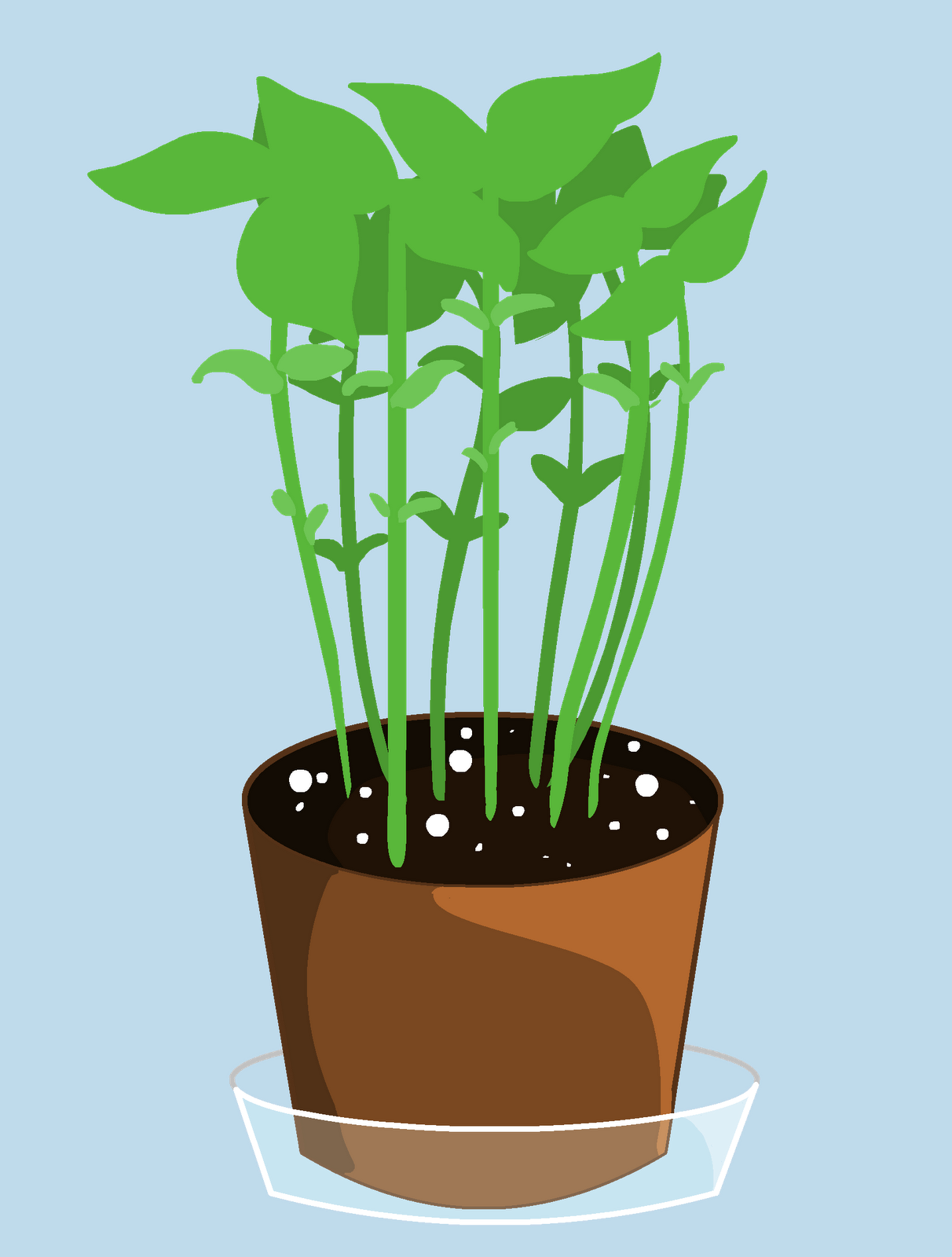 Basil Plant Drawing at Explore collection of Basil