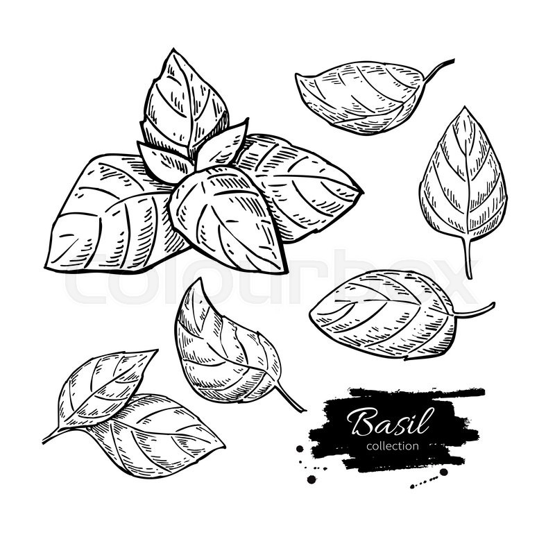 800x800 basil vector drawing set isolated plant with leaves - Basil Plant Drawing