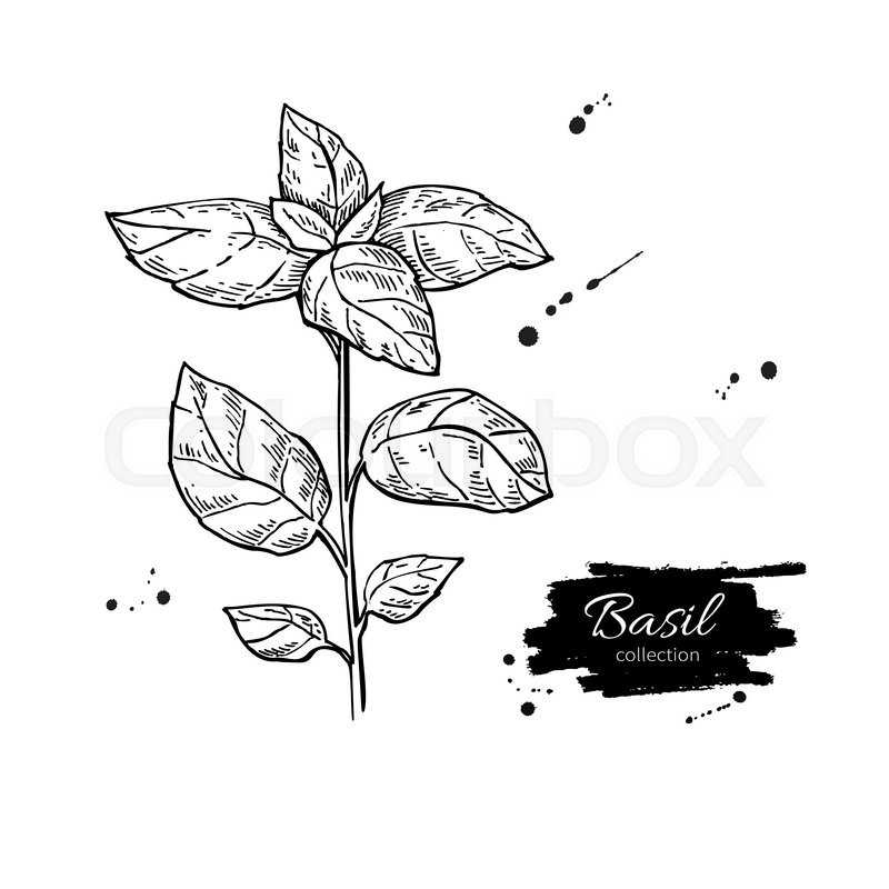 800x800 basil vector drawing isolated basil plant with leaves - Basil Plant Drawing
