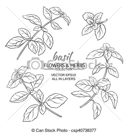 450x470 basil vector set basil plant vector set on white background - Basil Plant Drawing