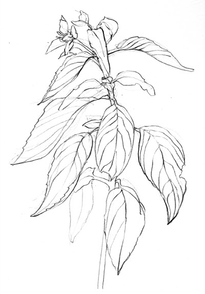 400x572 brush and baren window basil - Basil Plant Drawing