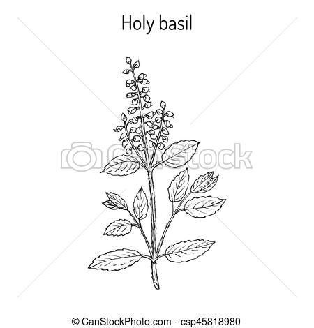 450x470 holy basil ocimum tenuiflorum or tulasi hand drawn botanical - Basil Plant Drawing