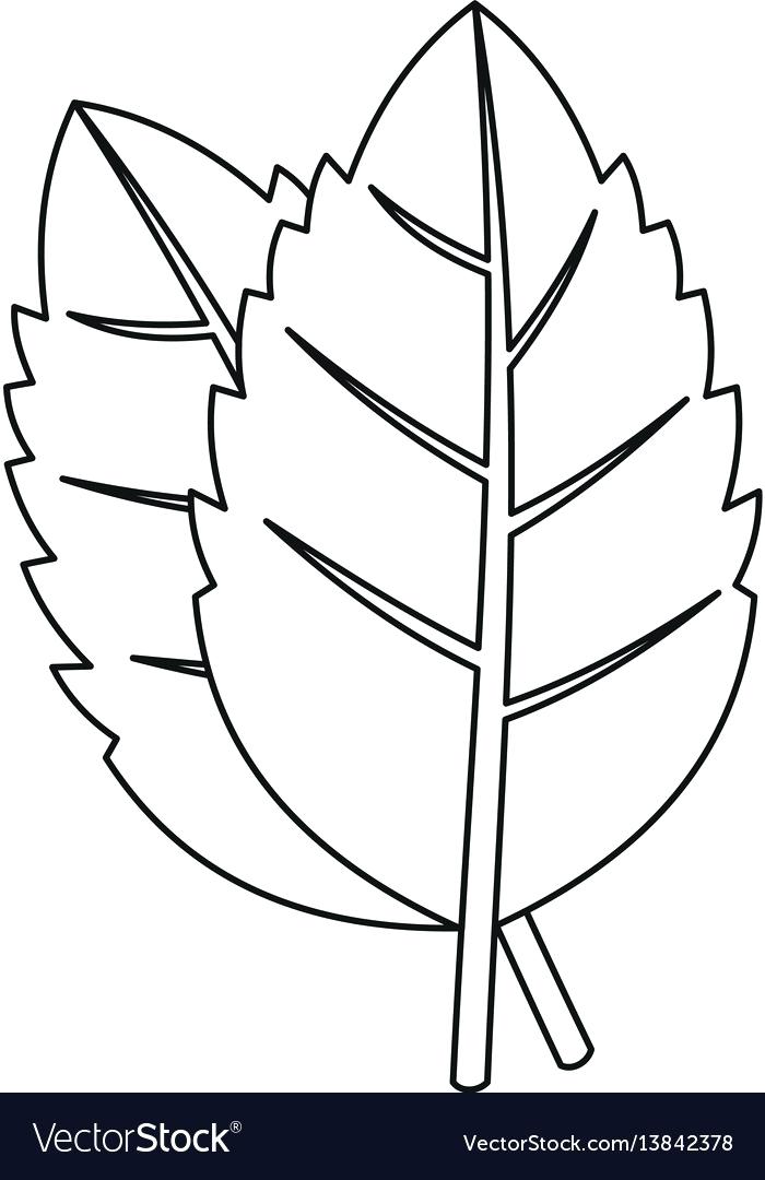 700x1080 leaves outline basil leaves icon outline style vector image leaves - Basil Plant Drawing