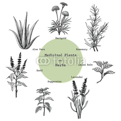 400x400 medicinal plants and herbs hand drawing vintage engraving - Basil Plant Drawing