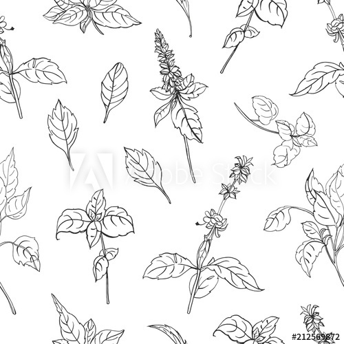 Basil Plant Drawing at Explore collection of Basil