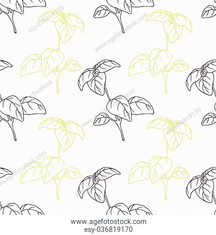 431x470 packaging basil plant stock photos and images age fotostock - Basil Plant Drawing