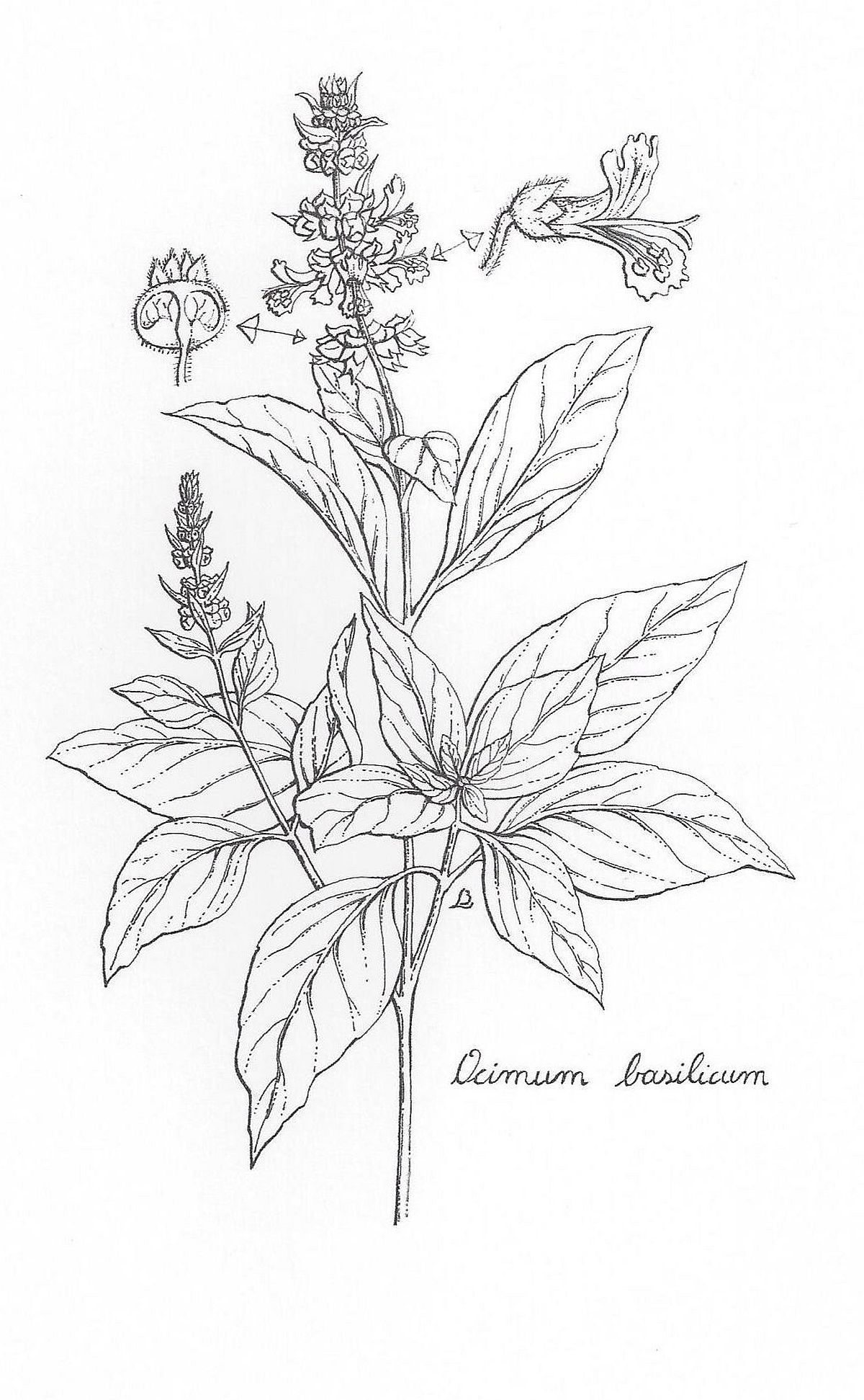 Basil Plant Drawing at Explore collection of Basil