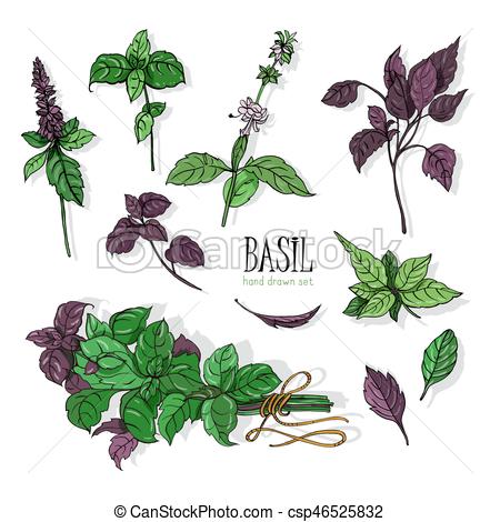 450x470 set of basil plant, green and purple colorful hand drawn - Basil Plant Drawing