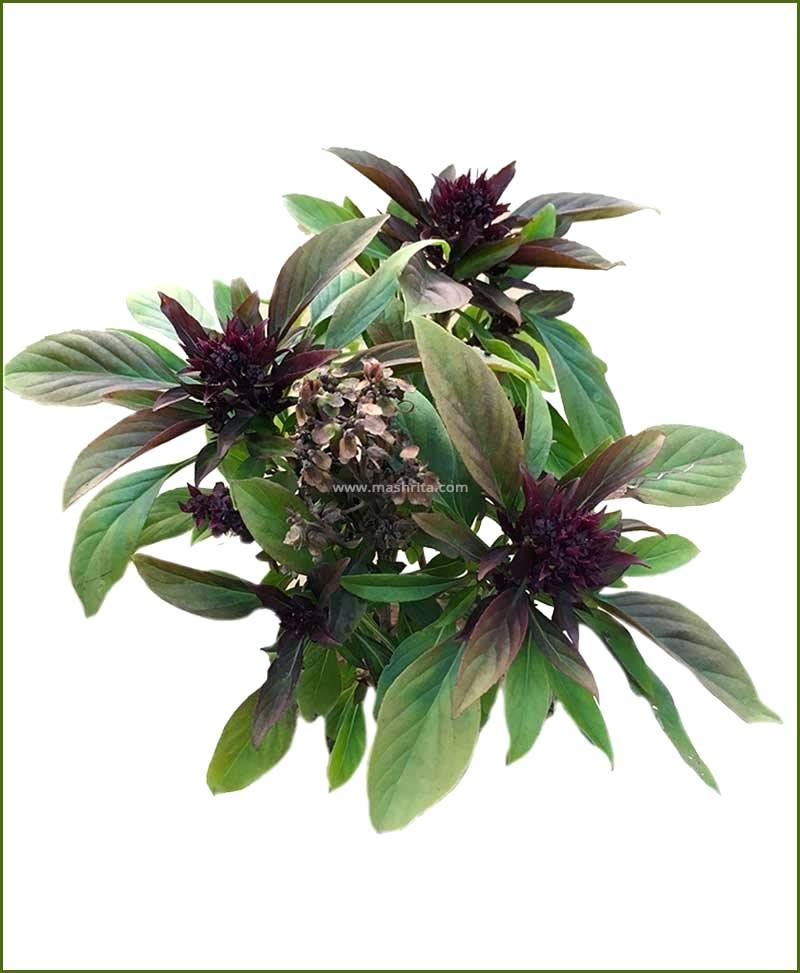 Basil Plant Drawing at Explore collection of Basil