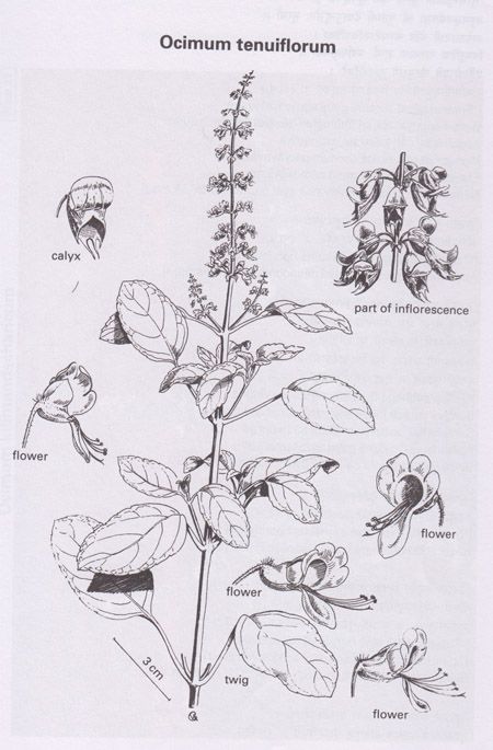 450x685 basil botanical illustration - Basil Plant Drawing