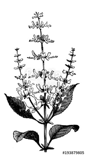 278x500 victorian engraving of sweet basil plant stock photo and royalty - Basil Plant Drawing