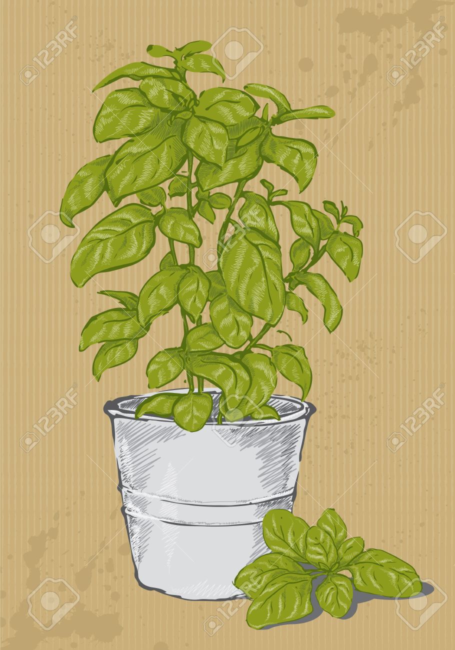 Basil Plant Drawing at Explore collection of Basil