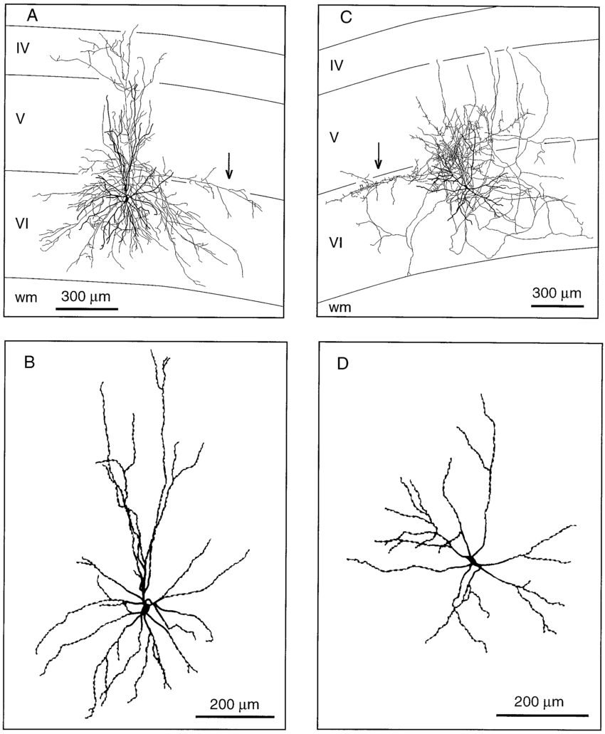 850x1031 Drawings Of Two Basket Cells Located In Lamina V I Of The Primary - Basket Drawings