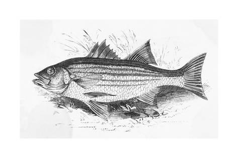 473x315 Drawing Of Striped Bass Giclee Print - Bass Drawing