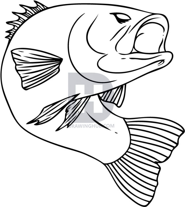 643x720 How To Draw A Bass, Step - Bass Drawing