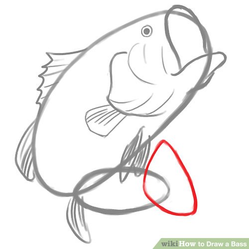 500x500 How To Draw A Bass Steps - Bass Drawing