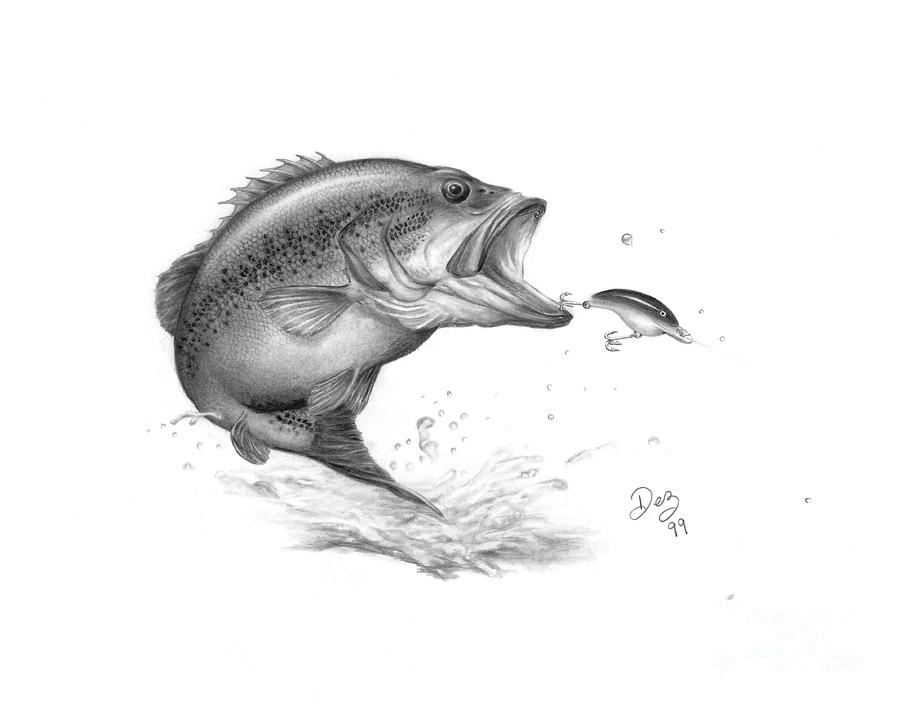 900x706 Large Mouth Bass Drawing - Bass Drawing