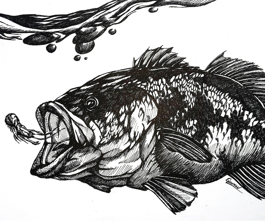 Bass Drawing at PaintingValley.com | Explore collection of Bass Drawing