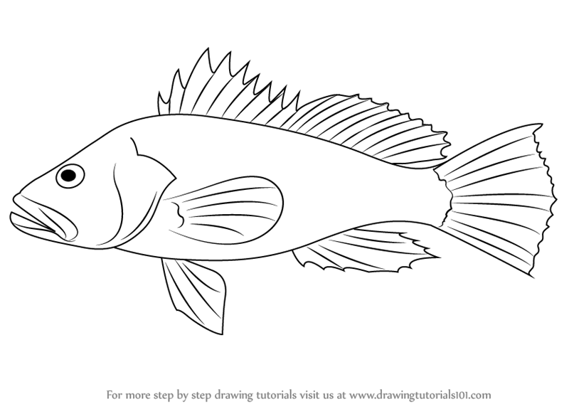 800x568 Learn How To Draw A Black Sea Bass - Bass Drawing