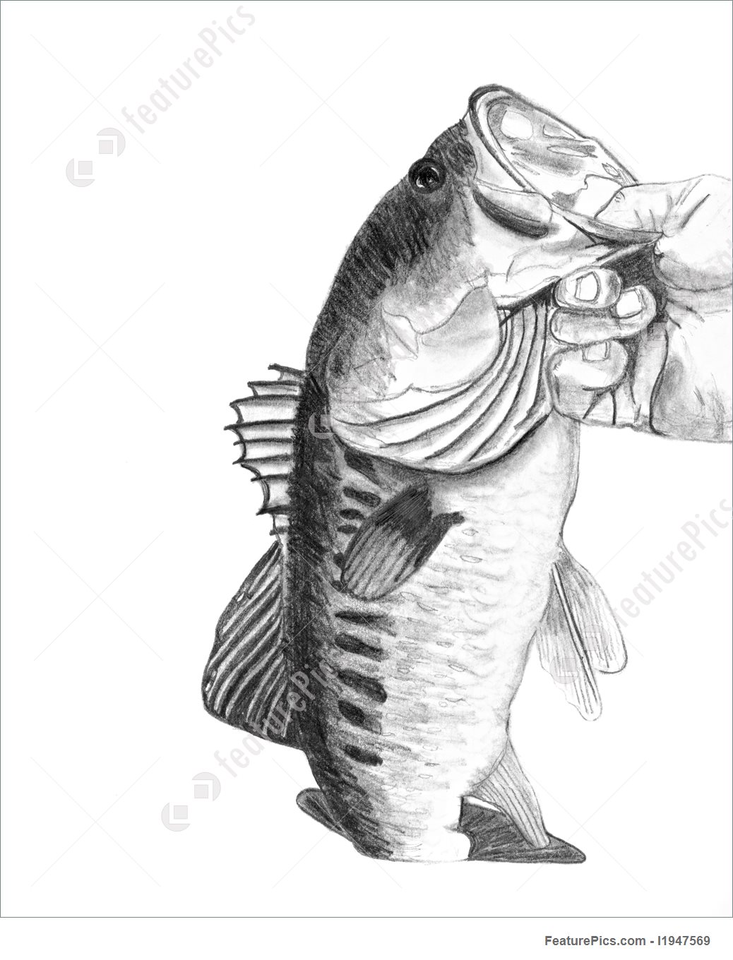 1038x1360 Outdoor Activity Bass Fish Drawing - Bass Drawing