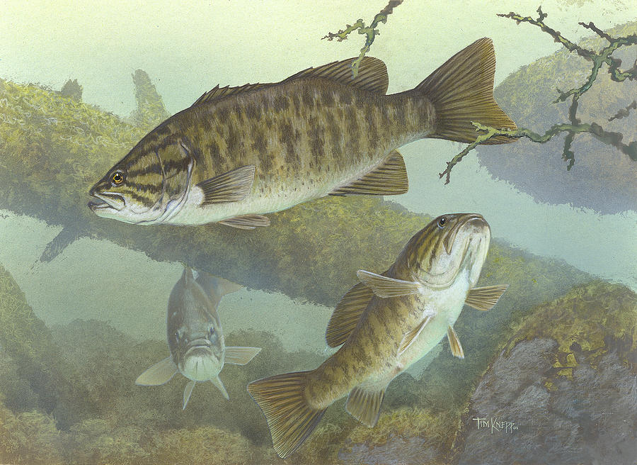 900x656 smallmouth bass drawing - Bass Drawing