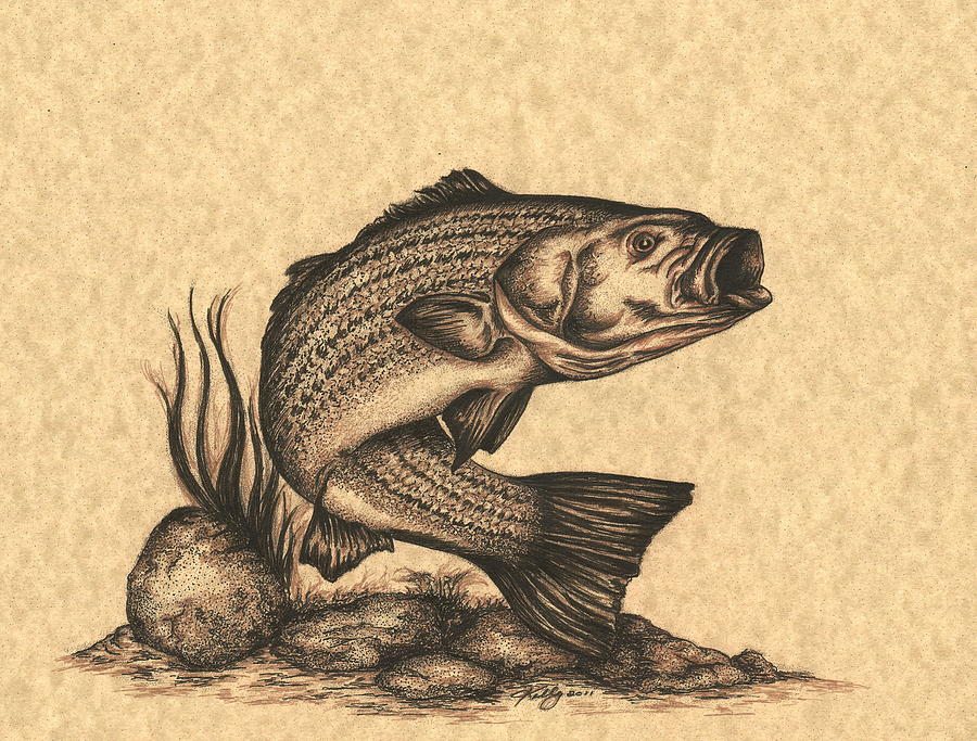 900x683 Striped Bass Drawing - Bass Drawing