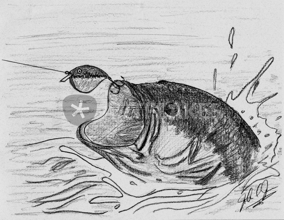 950x736 The Bass Drawing Art Prints And Posters - Bass Drawing