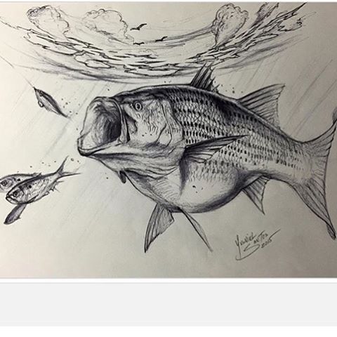 480x480 This Is One Of My Striped Bass Drawings Using Ink And Paper, Soon - Bass Drawing