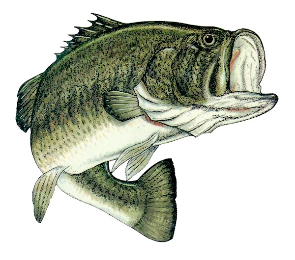 600x530 largemouth bass drawing largemouth bass clipart house clipart - Bass Drawing