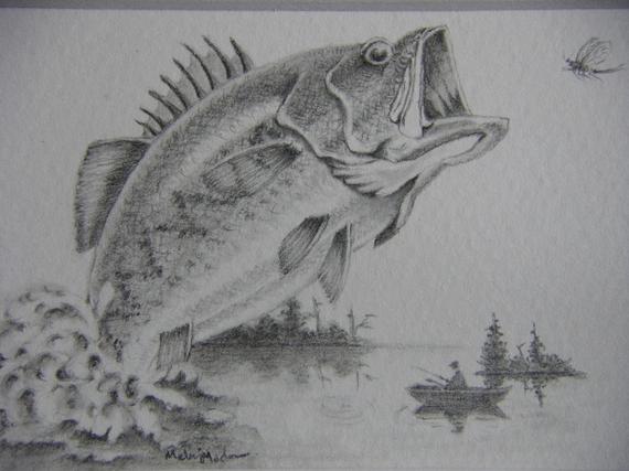 Bass Fish Drawing at PaintingValley.com | Explore collection of Bass ...