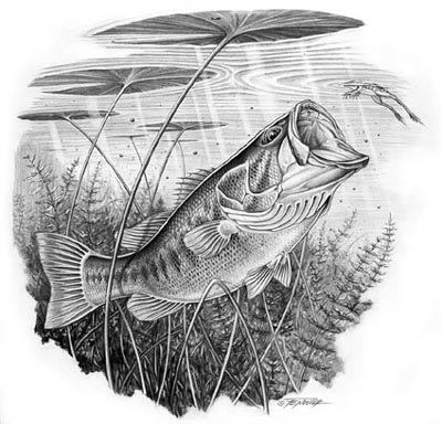 400x384 Largemouth Bass - Bass Fish Drawing