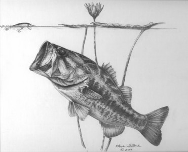 Bass Fish Drawing at PaintingValley.com | Explore collection of Bass ...