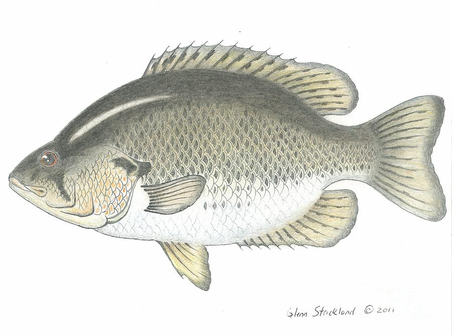 900x667 Rock Bass Fish Drawing - Bass Fish Drawing
