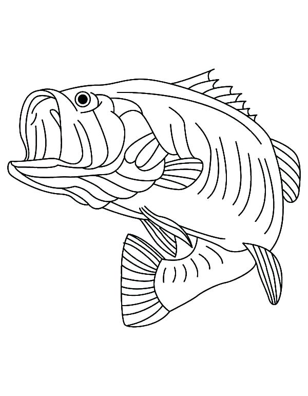 600x771 Bass Drawing At Free For Personal Use Coloring Pages Fish - Bass Fish Drawing