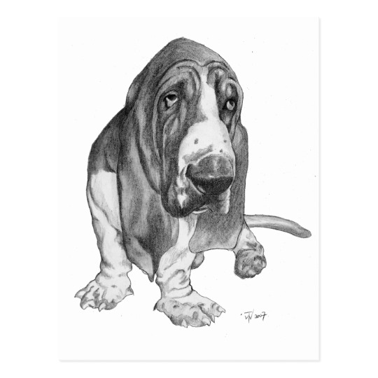540x540 basset hound drawing postcard - Basset Hound Drawing