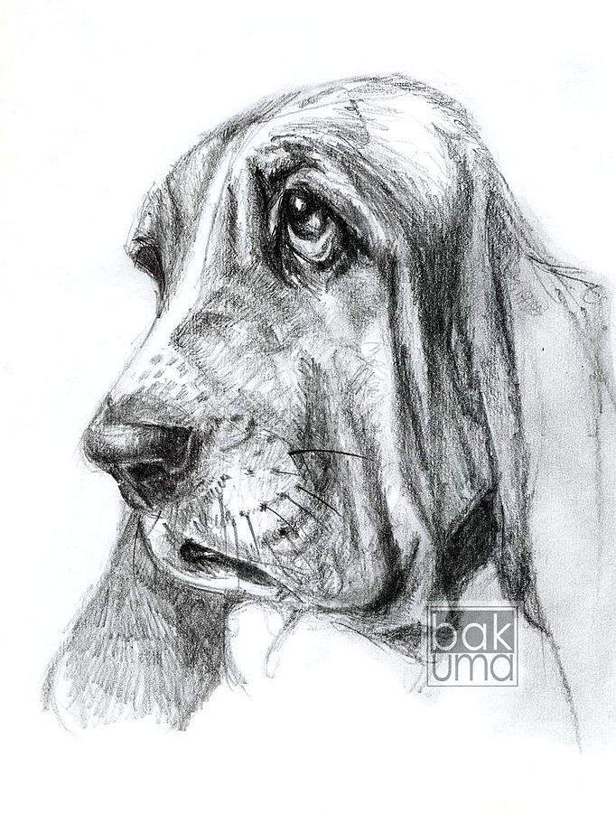 682x900 basset hound drawing - Basset Hound Drawing