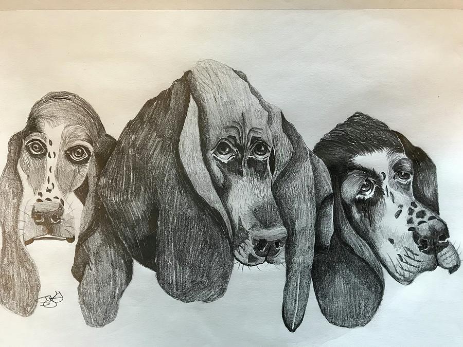900x675 basset hound drawing - Basset Hound Drawing