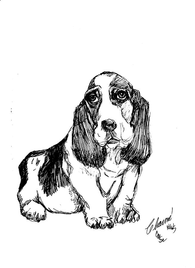 655x900 basset hound drawing - Basset Hound Drawing