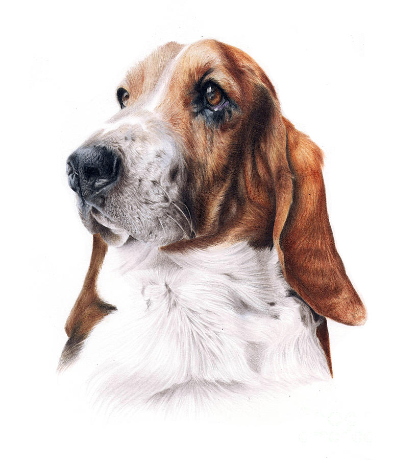770x900 basset hound drawing - Basset Hound Drawing