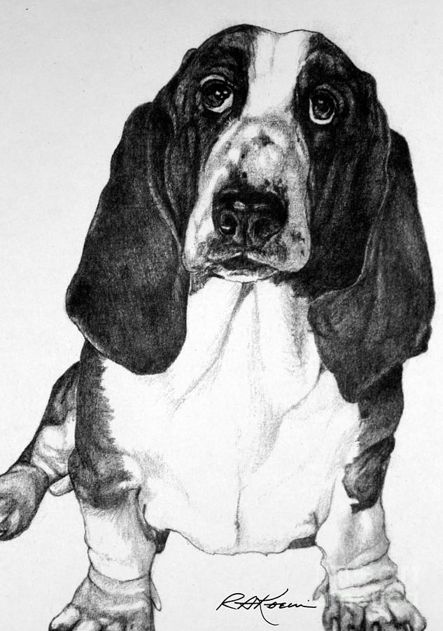 Basset Hound Drawing at PaintingValley.com | Explore collection of ...