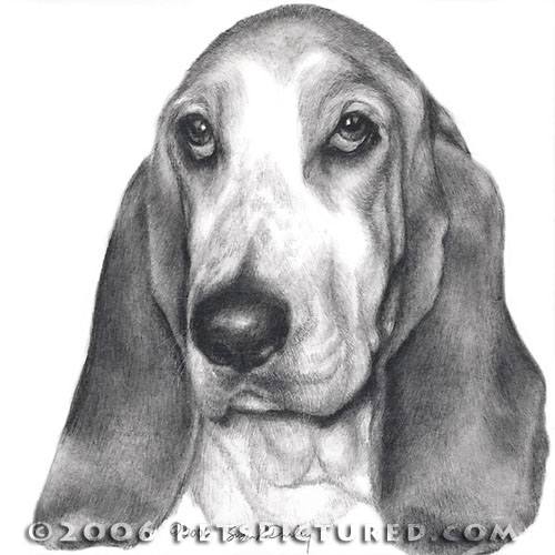 Basset Hound Drawing at PaintingValley.com | Explore collection of ...