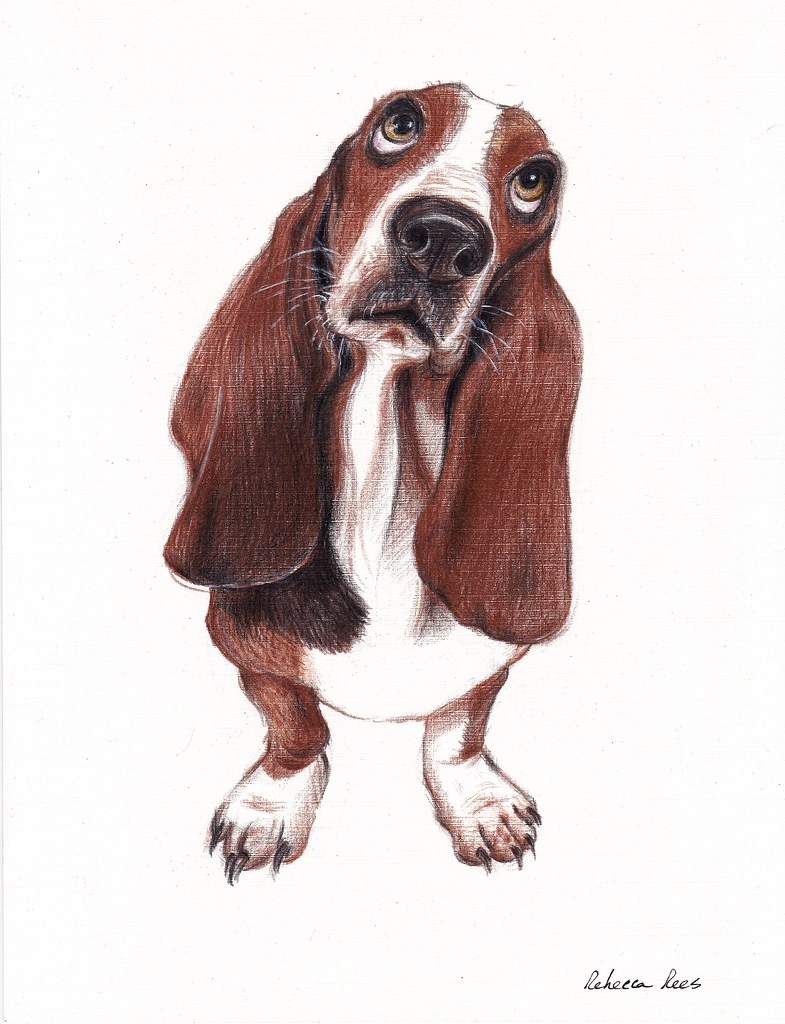 785x1024 beautiful basset hound looking for a forever home - Basset Hound Drawing